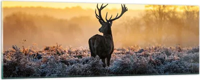 Produktbild von Bilder auf glas - Feld Nebel Natur Baum - 90x30cm - Glasbilder - Wandbilder - Kunstdruck - zum Aufhängen bereit - Wanddekoration aus Glas - Glas Bilder - Wandbild auf Glas - Einteilig - GAB90x30-2428