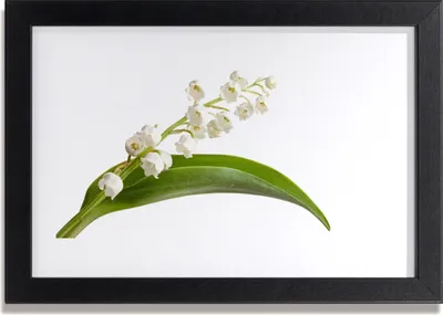 Produktbild von Bild 30x20 MDF-Rahmen Wandkunst Blumen Pflanzen