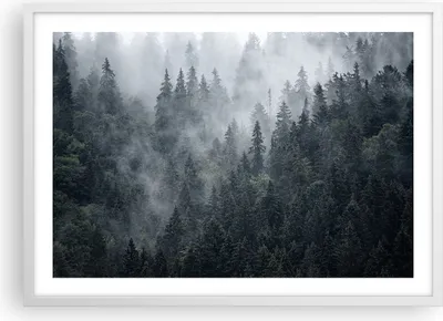 Produktbild von Gerahmtes Poster - Weißer Rahmen - Wald Baum Natur - 70x50 cm - Wand Bild - Wanddeko - Wandbilder - Kunstposter - Wandposter - Bilderrahmen - Bilder - Kunstdruck - Wandbild - P2WAA70x50-4074