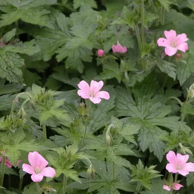 Produktbild von 6 x Pyrenäen Storchschnabel - Geranium endressii  | Topf 9cm x 9cm