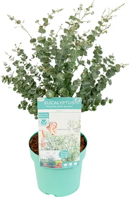 Produktbild von Bloomique - Eukalyptus Gunii Azura - Eukalyptus Pflanze - Winterharte Balkonpflanzen - Gartenpflanzen Winterhart - Höhe 40-60 cm - Topf 19 cm