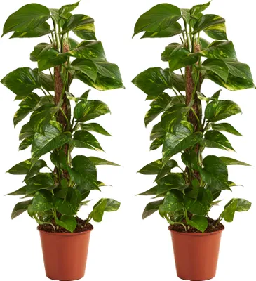 Produktbild von 2 Scindapsus Zimmerpflanzen mit verlängerbarem Moosstab, 80 cm hoch, Topf Ø 19 cm