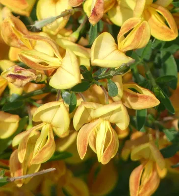 Immagine prodotto di Ginestra - Cytisus Apricot Gem - 40 - 60 cm