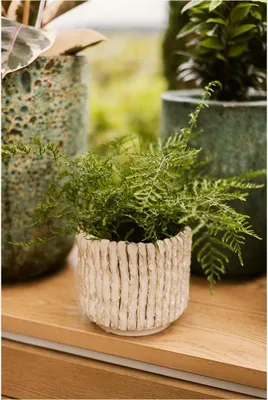 Produktbild von Wikholm form Design Pflanzgefäß / Blumentopf Terrakotta creme ⌀ 15 x H 17 cm