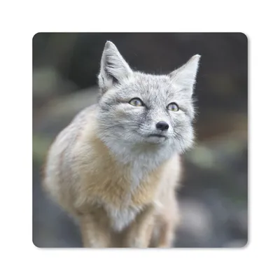 Produktbild von MuchoWow® Mauspad Mousepad Fuchs - Makro - Baum 20x20 cm - Mousepads - Maus Mat - Pad - Mausunterlage - Desk Mat - Bureauartikeln
