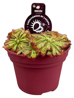 Immagine prodotto di Drosera Aliciae - 12cm - Ø12cm - Pianta d'appartamento - Sempreverde