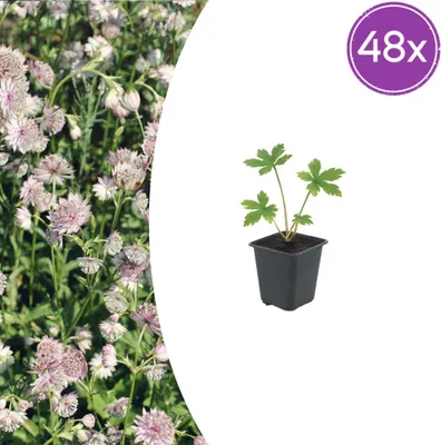 Immagine prodotto di Astrantia major | 48 pezzi - 10-25cm - Ø9cm - Pianta da giardino