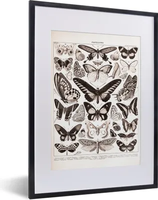 Produktbild von MuchoWow® Gerahmtes Poster Schmetterling - Insekten - Tiere 30x40 cm - Poster mit Schwarzem Bilderrahmen Wandposter Rahmen Foto Bilder - Wandposter Schlafzimmer