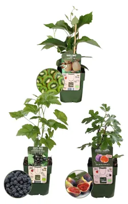 Produktbild von Plants by Frank | Süße Ernte Trio  Obstpflanzen Mix | Feigenbaum | Kiwi Pflanze | Brombeerstrauch | 100% Biologisch | Gartenpflanzen