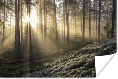 Produktbild von MuchoWow® Poster Wald - Baum - Sonne 90x60 cm - Schlafzimmer