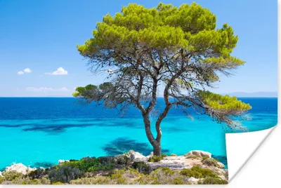 Produktbild von MuchoWow® Poster Baum - Meer - Tropisch - Sommer 30x20 cm - Plakate - Print