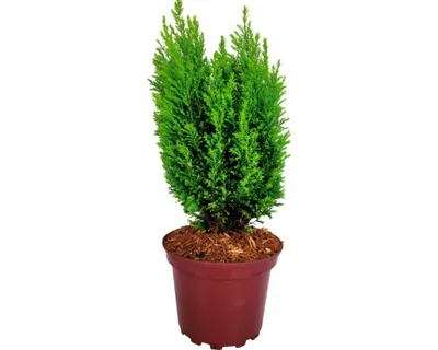 Obrázek produktu pro Cypřišek FloraSelf Chamaecyparis lawsoniana 'Ellwood's Gold' 20-30 cm květináč 2 l