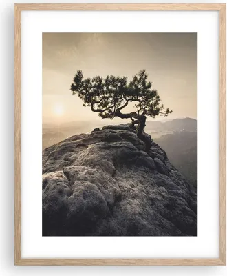Produktbild von Gerahmtes Poster - Rahmen in heller Eiche - Alt Kiefer Berge - 40x50 cm - Wand Bild - Wanddeko - Wandbilder - Kunstposter - Wandposter - Bilderrahmen - Bilder - Kunstdruck - Wandbild - P2NPA40x50-4334