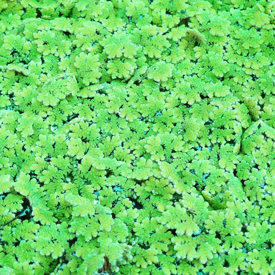 Produktbild von 1 Portion Algenfarn (Azolla caroliniana)