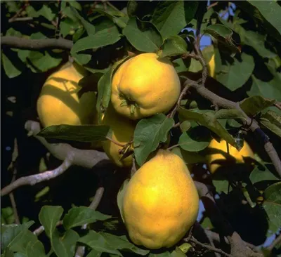 Produktbild von Quittenbaum Portugiesische Birnenquitte Buschbaum 110-140 cm im 9,5 Liter Topf Unterlage Quitte A