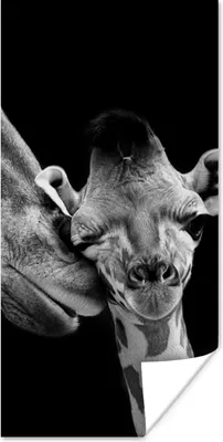 Produktbild von MuchoWow® Poster Tiere - Schwarz - Weiß - Giraffe - Porträt 20x40 cm - Plakat - Foto
