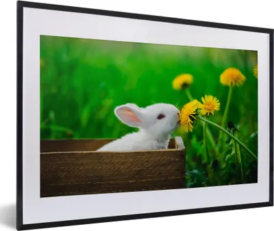 Produktbild von MuchoWow® Gerahmtes Poster Kaninchen - Löwenzahn - Gras 60x40 cm - Poster mit Schwarzem Bilderrahmen Wandposter Rahmen Foto Bilder - Schlafzimmer - Plakat in Rahmen - Drucken