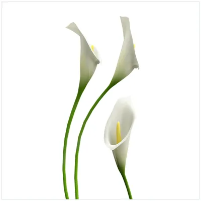 Produktbild von Wallario Möbeldesign -  Glasplatte, Schutzplatte mit Motiv - geeignet für Ikea Lack Tisch, Größe: 55 x 55 cm, Motiv: Callas weiß gelb