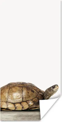 Produktbild von MuchoWow® Poster Schildkröte - Junge - Tiere - Kinder - Mädchen 60x120 cm - Wandschmuck