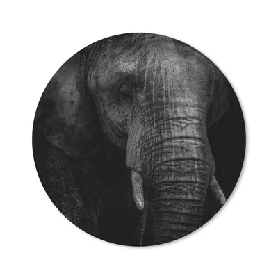 Produktbild von MuchoWow® Mauspad Mousepad Elefant - Tier - Porträt 30x30 cm - Mousepads - Maus Mat - Pad - Mausunterlage - Tischunterlage - Schreibtischmatten
