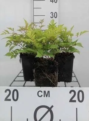 Obrázok produktu pre 6 x Astilbe (a) 'Brautschleier' - Nádherná spirea - kvetináč 9 x 9 cm