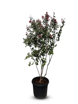 Produktbild von Sunny Tree - Lagerstroemia indica (Indischer Flieder) – Multistamm – 200 cm – 55-Liter-Container – Rotblühend – Winterharter Zierstrauch