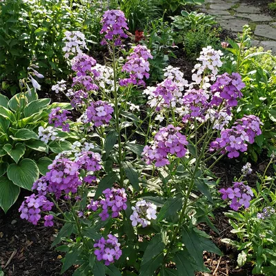 Produktbild von 3x Hesperis matr. Violet P9H20