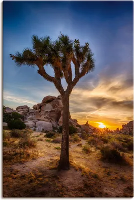 Produktbild von ARTland Leinwandbild Sonnenuntergang Joshua Tree NationalPark Größe: 60x90 cm