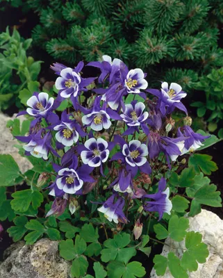 Produktbild von Aquilegia caerulea 'Blue Star', Akelei, blau-weiß, ca. 9x9 cm Topf