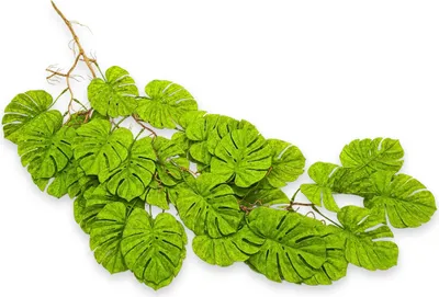 Obrázok produktu pre Umelá monstera do terária, závesné listy, 95 cm