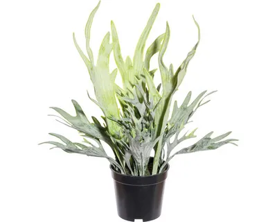 Produktbild von Kunstpflanze Platycerium Höhe: 40 cm grün