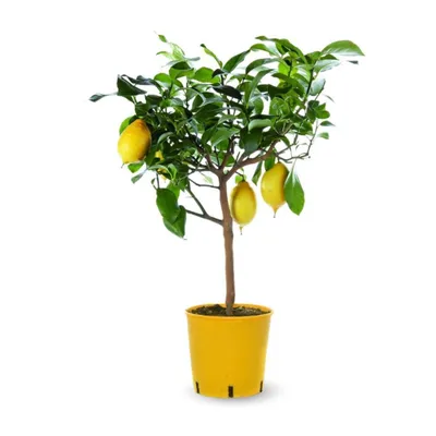 Image de Citronnier limon - citrus limon - agrume méditerranéen - arbre fruitier - ↕ 75-85 cm - ⌀ 22 cm