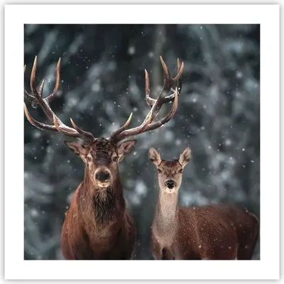 Produktbild von Poster - Poster ohne Rahmen - Hirsch Rentier Reh - 50x50 cm - Wand Bild - Wanddeko - Wandbilder - Kunstposter - Wandposter - Bilder - Kunstdruck - Wanddekoration - Wandbild - P2XAC50x50-5060