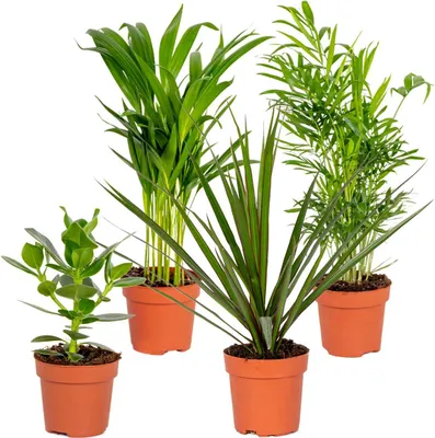 Produktbild von Bloomique - 4er-Mix - Robuste Zimmerpflanzen - Dracaena, Dypsis, Clusia, Chamaedorea - Luftreinigend - 20-40 cm Hoch - Topf 12 cm