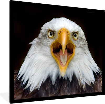 Produktbild von MuchoWow® MuchoWow® Gerahmtes Poster Nahaufnahme eines Adlers 40x30 cm - Poster mit zchwarzem Bilderrahmen - Kunstposter - Wanddekorationen