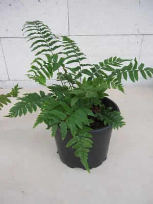 Produktbild von Elefantenrüssel-Farn - Dryopteris atrata - 30-40cm