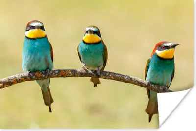 Produktbild von MuchoWow® Poster Vögel - Tiere - Bienenfresser 120x80 cm - Bilder