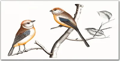 Produktbild von Coloray Bild aus Acryl 100 cm x 50 cm - Wanddekoration Küche Acrylblock mit Bild Dekoration Wohnzimmer Gehärtetes Acryl - Tier Vogel Zweig
