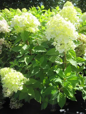 Produktbild von Hydrangea paniculata Skyfall - Rispenhortensie Skyfall