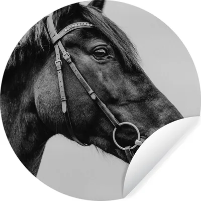 Produktbild von MuchoWow® Runde Wandtattoo - Wandsticker Tapete Aufkleber Pferd - Halfter - Porträt Ø 100 cm Selbstklebend und Repositionierbar - Wandaufkleber - Kreis - Tapetenkreis - Wandbild rund - Schlafzimmerdekoration - Wanddeko - runde Tapete - Kunst für zu Hause