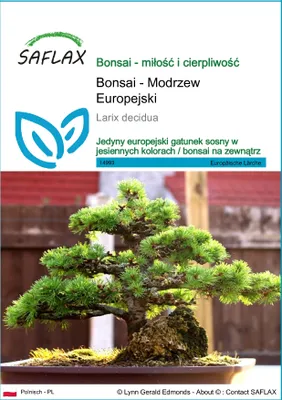Zdjęcie produktu dla SAFLAX - Bonsai - Modrzew Europejski - 75 Nasiona - Larix decidua