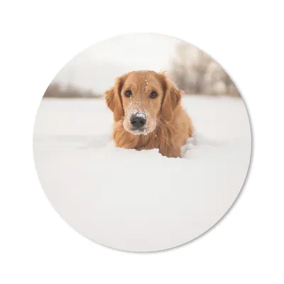 Produktbild von MuchoWow® Mauspad Mousepad Hund - Schnee - Winter 50x50 cm - Mousepads - Maus Mat - Pad - Mausunterlage - Vinyl
