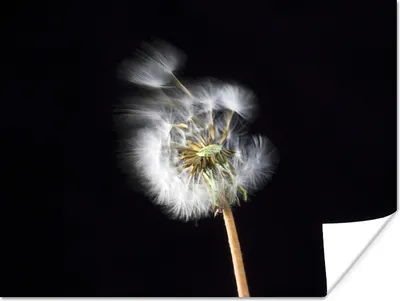 Produktbild von MuchoWow® Poster Eine Pollenblume auf schwarzem Hintergrund 120x90 cm - Wandbild