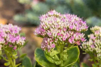 Produktbild von Sedum spectabile 'Carmen', Fetthenne, rosa Blüten, ca. 11x11 cm Topf