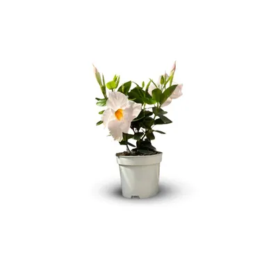 Image de Dipladenia - plante fleurie - ↕ 20-30 cm - ⌀ 10,5 cm - plante d'intérieur & extérieur - fleur blanche