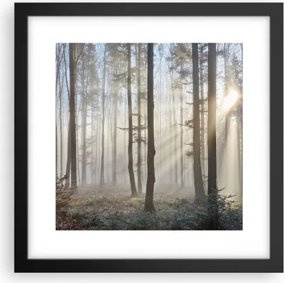 Produktbild von Gerahmtes Poster - Schwarzer Rahmen - Wald Baum Natur - 30x30 cm - Wand Bild - Wanddeko - Wandbilder - Kunstposter - Wandposter - Bilderrahmen - Bilder - Kunstdruck - Wandbild - P2BAC30x30-3749