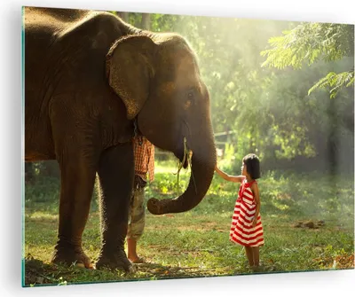 Produktbild von Bilder auf glas - Elefant Tier - 70x50cm - Glasbilder - Wandbilder - Bilder - Kunstdruck - zum Aufhängen bereit - Wanddekoration aus Glas - Glas Bilder - Wandbild auf Glas - Einteilig - GAA70x50-3884