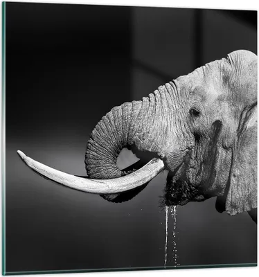 Produktbild von Bilder auf glas - Elefant Stoßzahn Natur - 70x70cm - Glasbilder - Wandbilder - Kunstdruck - zum Aufhängen bereit - Wanddekoration aus Glas - Glas Bilder - Wandbild auf Glas - Einteilig - GAC70x70-3443