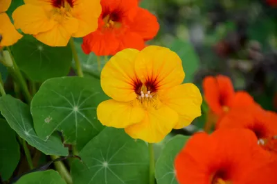 Produktbild von 50 Samen Kapuzinerkresse Tropaeolum majus Kletterpflanze Blüten Blumen Gemüse