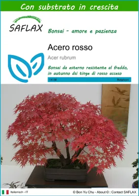 Immagine prodotto di SAFLAX  - Acero rosso  - 20 semi - Con substrato - Acer